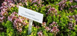 Řecké oregano (Origanum heracleoticum)